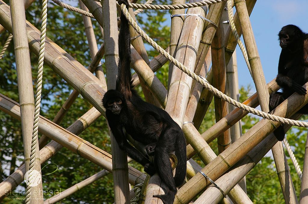 Affen im Tierpark Hellabrunn