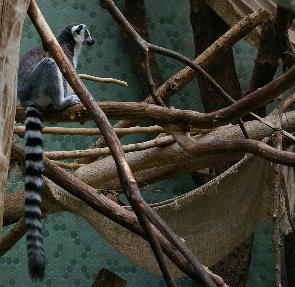 Katta im Tierpark Hellabrunn