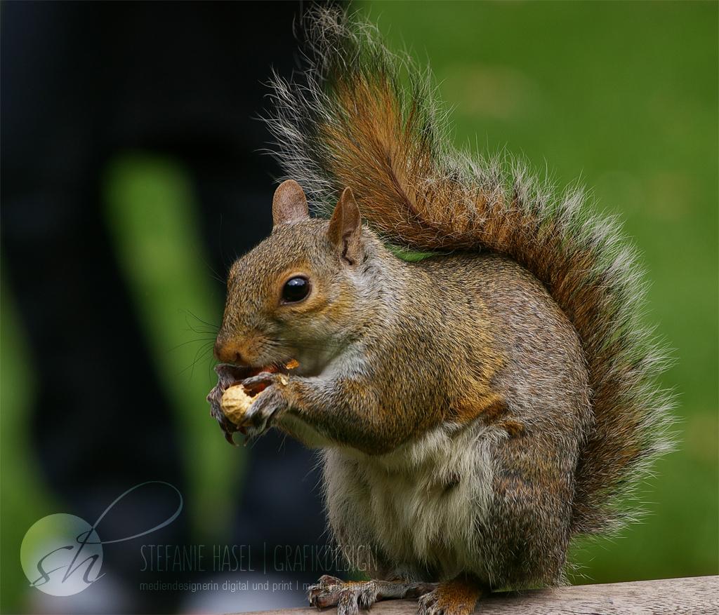 Eichhörnchen