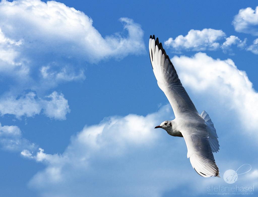 Möwe im Überflug