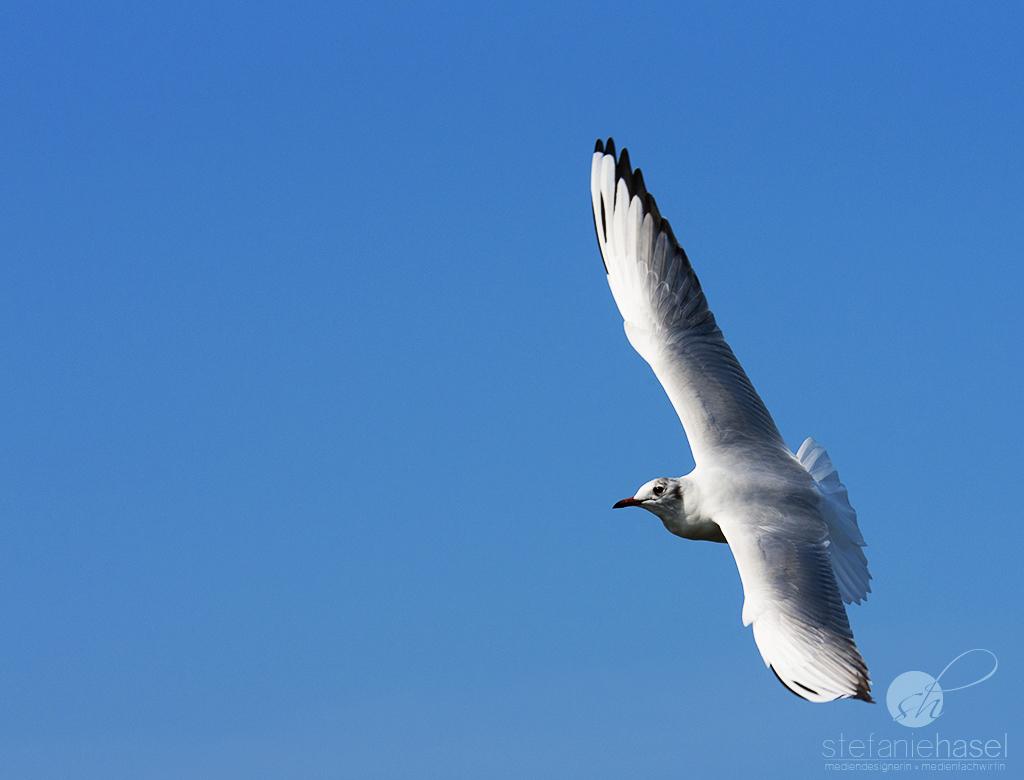 Möwe im Überflug