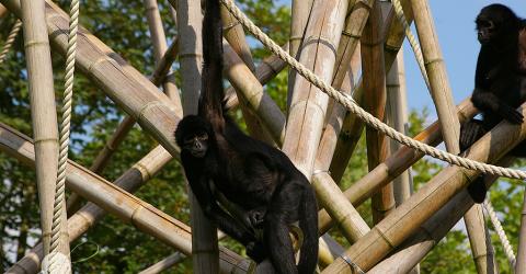 Affen im Tierpark Hellabrunn