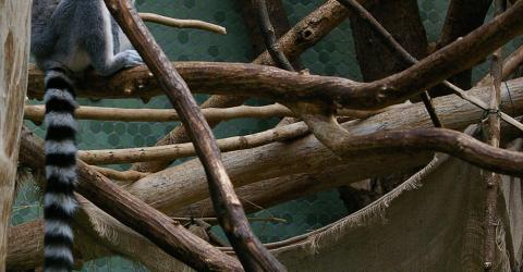 Katta im Tierpark Hellabrunn